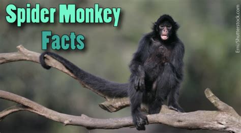 Spider Monkey Facts For Kids. Information, Pictures & Video