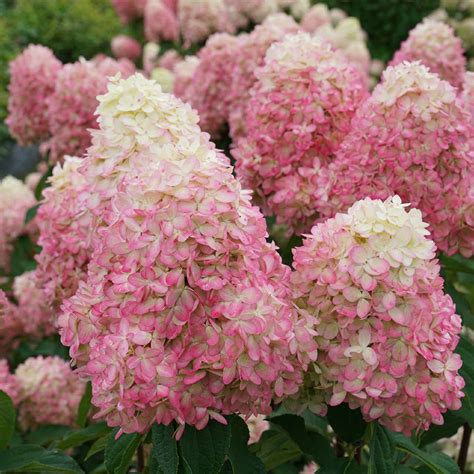 LIMELIGHT PRIME® Panicle Hydrangea - Hydrangea paniculata - 4" Pot ...