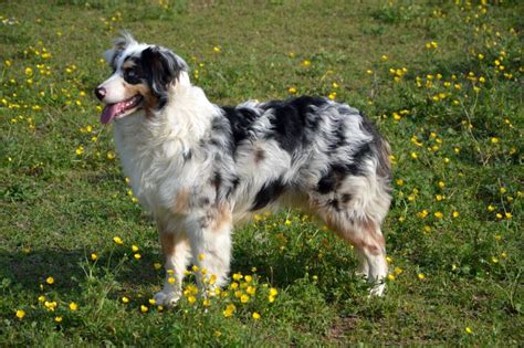 35 Australian Shepherd Mixes: Check Out These Precious Pics!