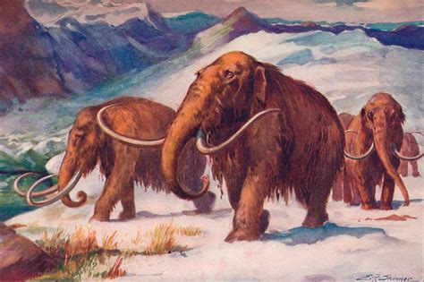 Study reveals shocking detail about woolly mammoths