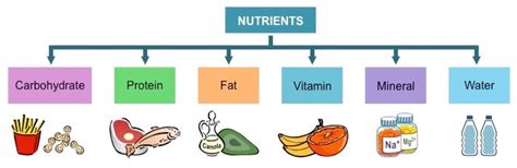 Nutrients & Functions :: THE WORLD INSIDE OUR BODY