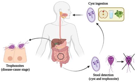 Giardia Lamblia Life Cycle Diagram | Bruin Blog