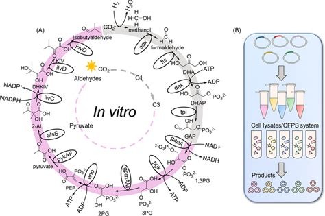 In vitro framework converting C1 feedstocks to isobutyraldehyde and ...