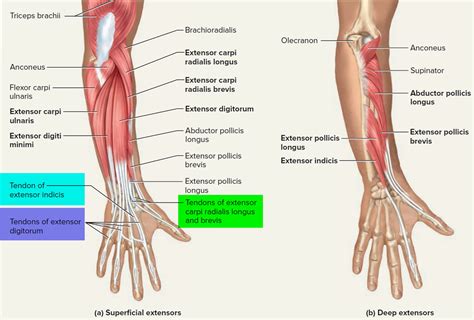 Tendon - Function, Arm, Hand Tendons - Leg and Achilles Tendons