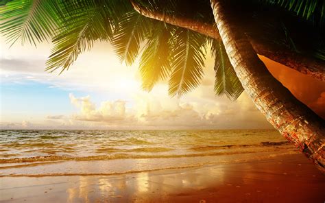 beach, Coast, Tropical, Ocean, Sunset, Palm, Paradise, Summer, Sea ...