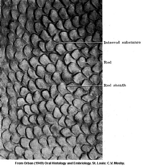 Formed by millions of calcified prisms, the microscopicstructure of ...