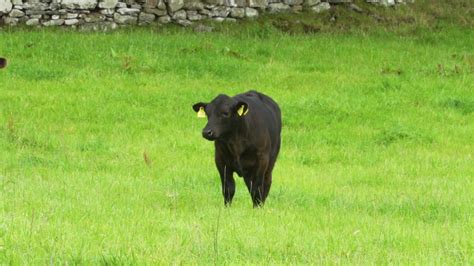 Aberdeen Angus beef set to retain a premium in the market - Agriland.ie