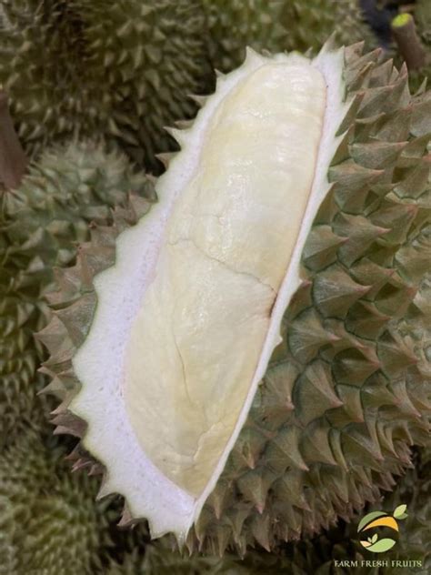 DURIAN (MONTHONG) - farmfreshfruitsthailand