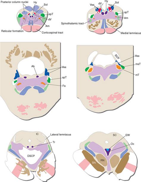 Atlas of the Human Brainstem | Neupsy Key