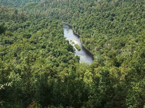 The Tarkine Rainforest, Tasmania