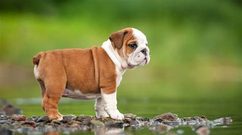 Adorable: English Bulldog puppy conquers the stairs - ABC7 New York