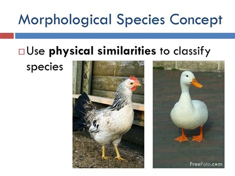 SPECIES AND SPECIATION - ppt download