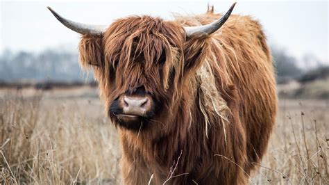 Highland Cattle Wallpapers HD / Desktop and Mobile Backgrounds