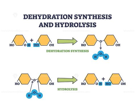 Dehydration Synthesis