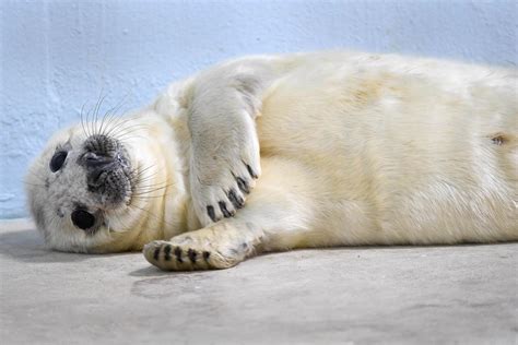 Gray Seal Pup Born at Brookfield Zoo | Chicago News | WTTW