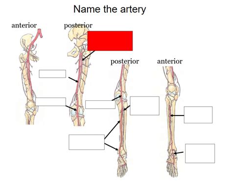 Anatomy flashcards – Keen Bean Medical