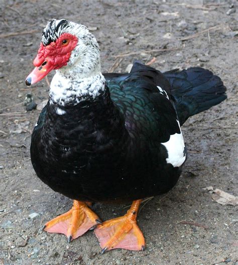 Sana pets: Muscovy Duck Farm Animals, Animals And Pets, Cute Animals ...