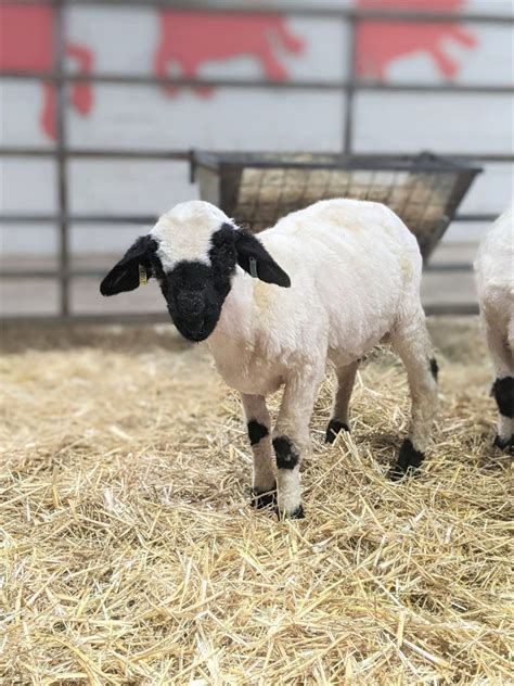 How Many Breeds of Sheep? - Fishers Farm Park