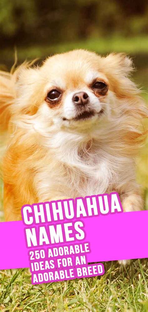 Chihuahua Names – 300 Adorable Chihuahua Dog Name Ideas