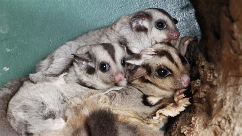 Kuranda Koala Garden breed two critically endangered mahogany gliders ...