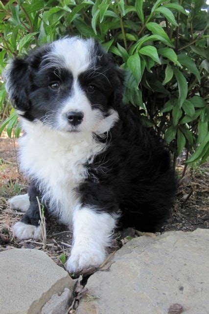 23+ Border Collie Poodle Mix Puppy - l2sanpiero