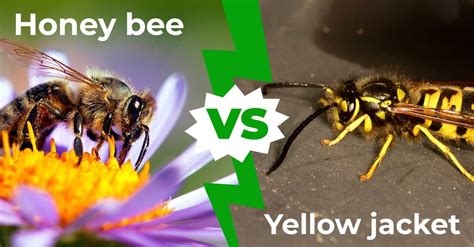 Honey Bee vs Yellow Jacket: 6 Main Differences Explained - AZ Animals