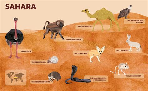 Animals – Sahara Desert :: Behance