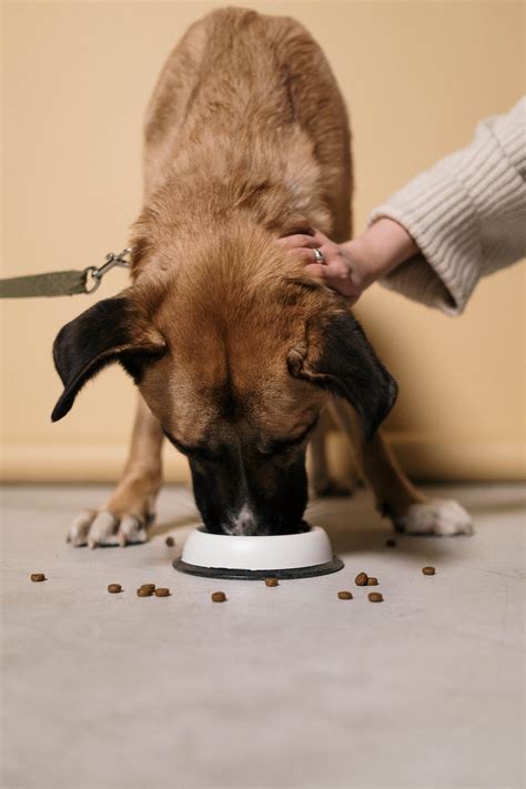 Feeding Habits in Pets - TW Magazines