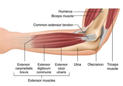 124273724 - anatomy of the elbow muscles medical vector illustration ...