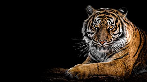 Amoled Tiger Wallpapers - Wallpaper Cave