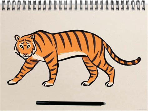 Tiger Drawing Ideas How to draw a Tiger