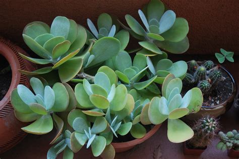 File:Succulent plant.JPG - Wikimedia Commons