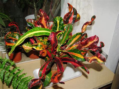 Croton Mammy Care & Growing Guide - Hobby Plants