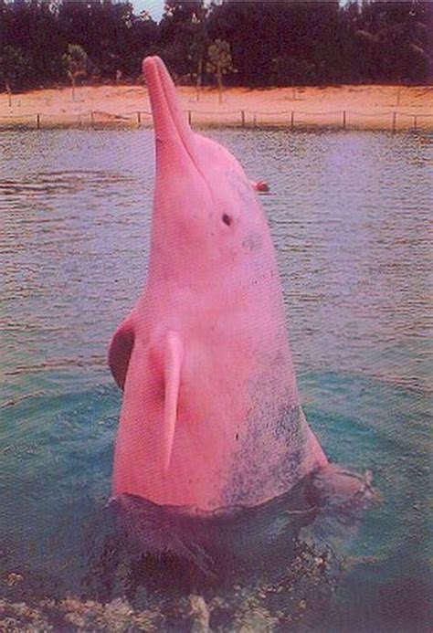 "Inia geoffrensis" - The Amazon River Dolphin AKA "The Pink Dolphin ...