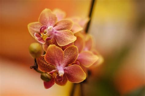 The meaning of some flowers in Italy - Life in Italy