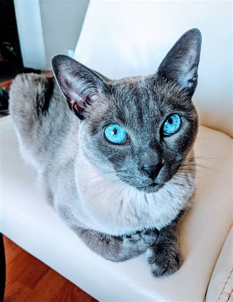 These blue Siamese cat eyes! 💙 : r/cats