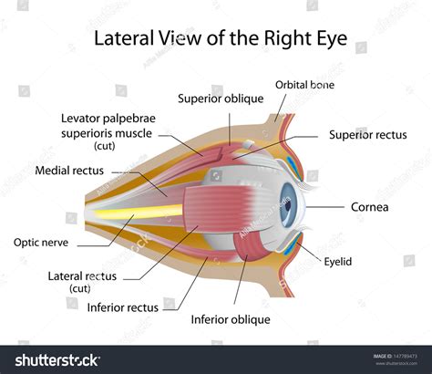 Human Eye Orbit Anatomy Stock Photo 147789473 : Shutterstock