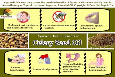 Health benefits of Celery seed oil | Essential Oil