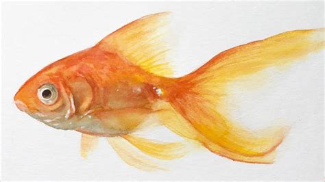 Watercolor painting lesson - Goldfish - full lesson | Goldfish ...