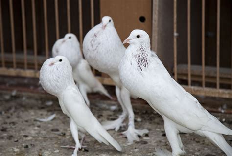 12 Most Bizarre Fancy Pigeon Breeds