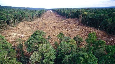 Petition · The change to deforestation in South Africa - South Africa ...