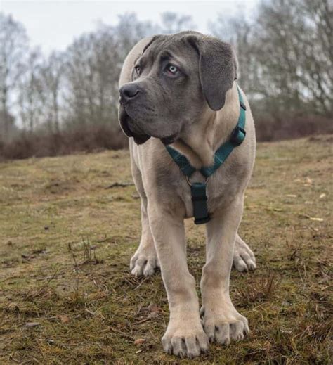 Cane Corso Colors: All Colors Explained (With Pictures)