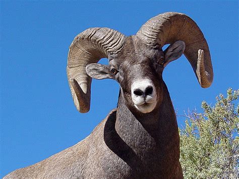 Royalty-Free photo: Bighorn sheep | PickPik