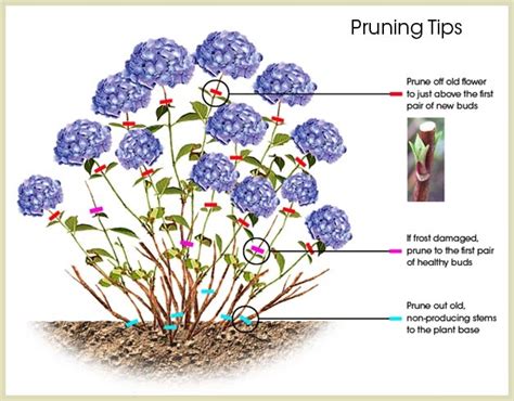 TIME TO PRUNE OLD WOOD HYDRANGEAS - Lorraine Ballato