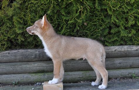 Coydog (Domestic Dog-Coyote Hybrid) Info, Temperament, Puppies, Pictures