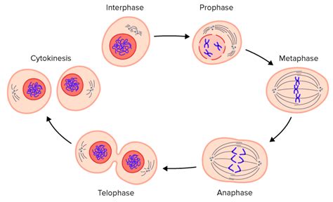 Cell Cycle Regulation - Advanced ( Read ) | Biology | CK-12 Foundation