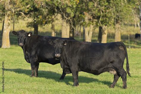 Black Angus Cattle Stock Photo | Adobe Stock