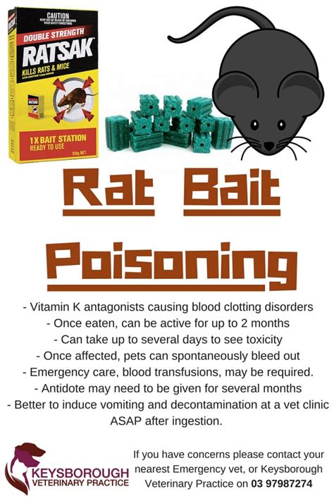 Rat Bait Poisoning in Dogs & Pets - Keysivet, Keysborough