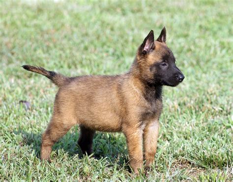 malinois - Google-Suche