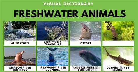 Freshwater Animals | List of Freshwater Animals with Interesting Facts ...